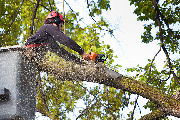 Best Tree Preservation Services  in Hewlett Harbor, NY